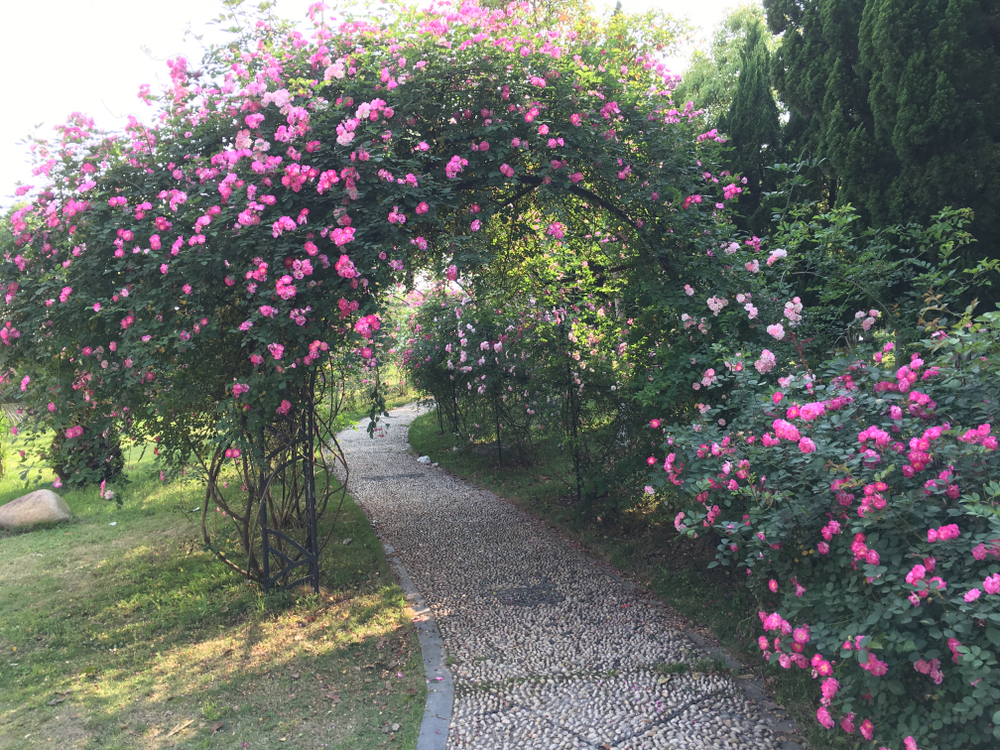 Pink,Wallflower,Blooming,In,The,Garden,In,Spring